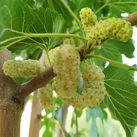 クワ（桑）の判定方法 (Morus alba)
