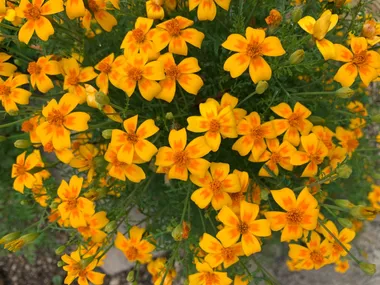 Marigolds (Calendula) Flower, Leaf, Care, Uses - PictureThis
