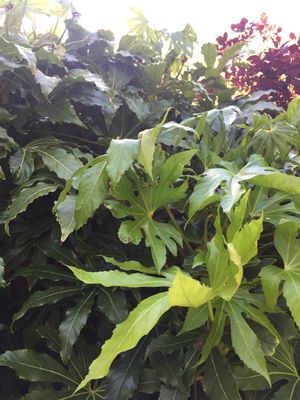 How to Grow and Care for Fatsia