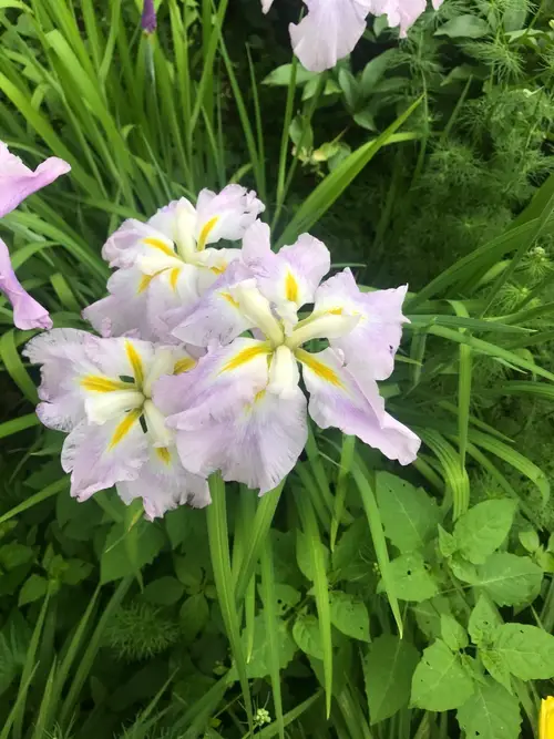 Japanese iris 'Pink Frost'