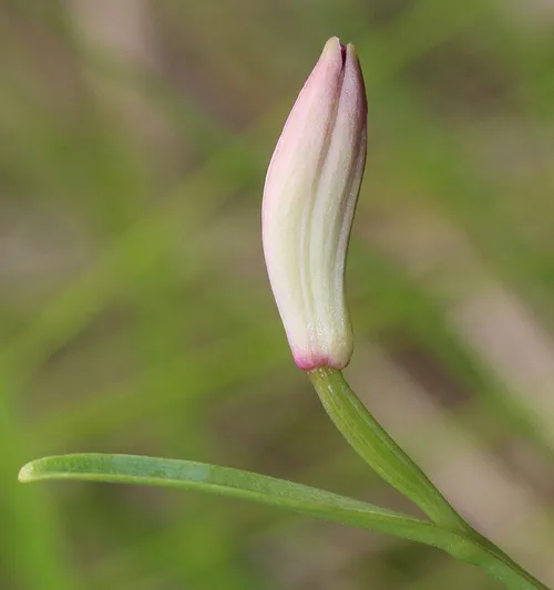 トキソウ（朱鷺草） (Pogonia japonica) - PictureThis