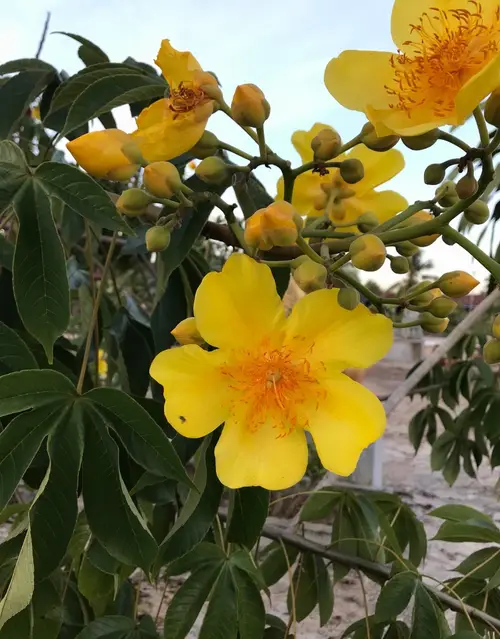 Rosa amarilla (Cochlospermum vitifolium) - PictureThis