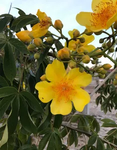How to Propagate Buttercup tree