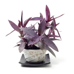 Mexikanische Dreimasterblume 'Purpurea' (Tradescantia pallida 'Purpurea') -  PictureThis