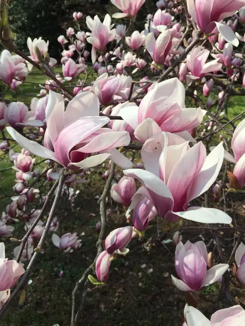 Magnolia × soulangeana 'Etienne Soulange'
