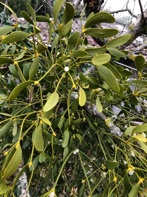 Common mistletoe