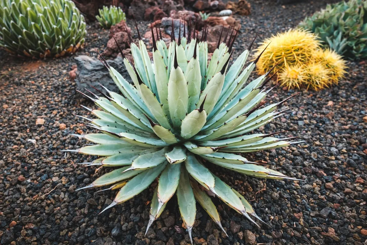 Wie man Schwarzstachelige Agave in Sukkulentengrten anbaut?