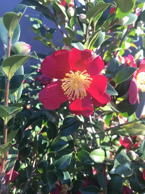 Camellias 'Yuletide'