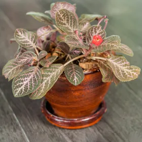 エピスシア・クプレアータの判定方法 (Episcia cupreata)