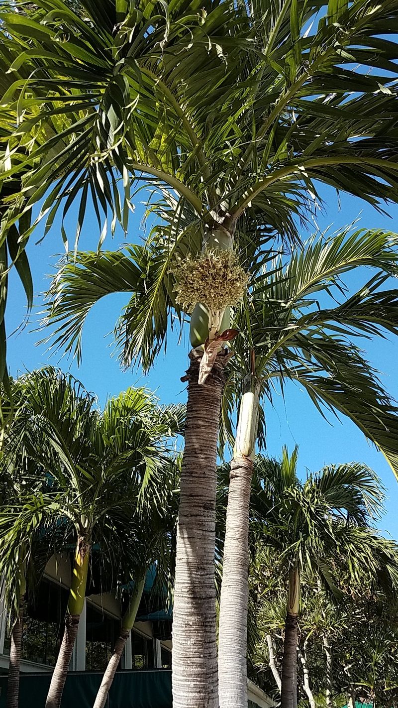 How Can Princess palm Enhance Your Landscape Design?