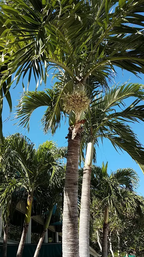 Palmiste blanc