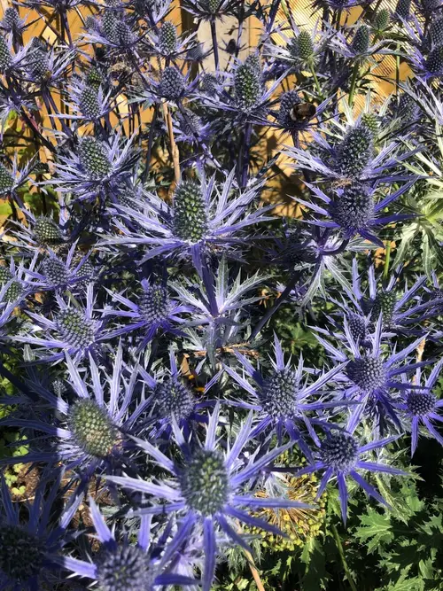 Eryngium bourgatii 'Oxford Blue'