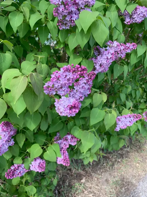 Common lilac 'Yankee Doodle'