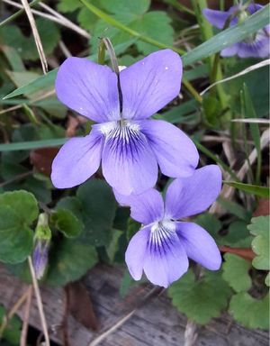 タチツボスミレ（立坪菫） (Viola grypoceras) - PictureThis