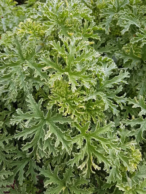 Pelargonium graveolens 'Lady Plymouth'