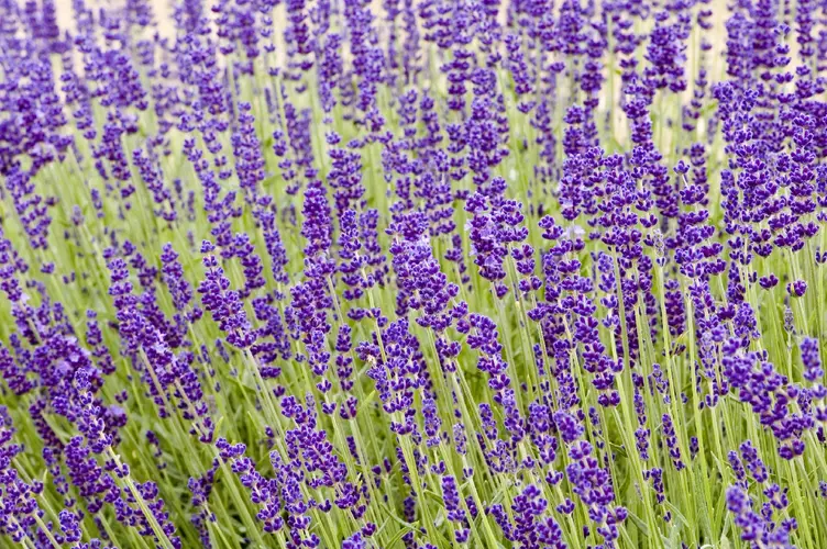 English lavender 'Hidcote'
