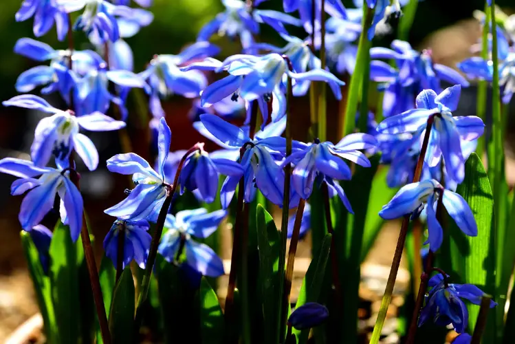 Siberian squill 'Spring Beauty'