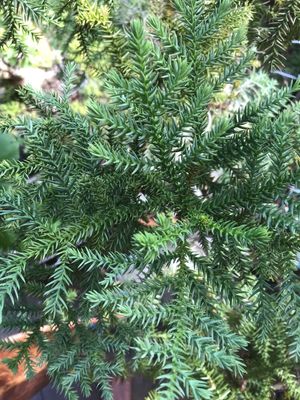 Taiwania (Taiwania cryptomerioides) - PictureThis