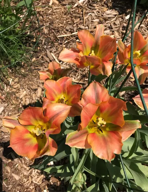Tulips 'Artist'