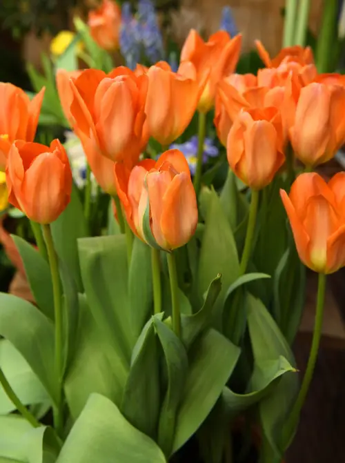 Tulipa fosteriana 'Orange Brilliant'