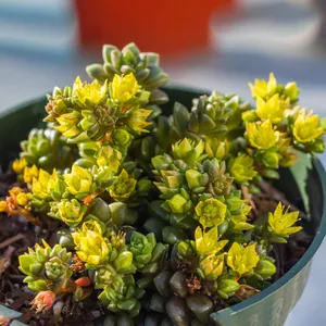 Cremnosedum Little Gem (×Cremnosedum 'Little Gem') - PictureThis