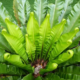 シマオオタニワタリ（島大谷渡）の判定方法 (Asplenium nidus)