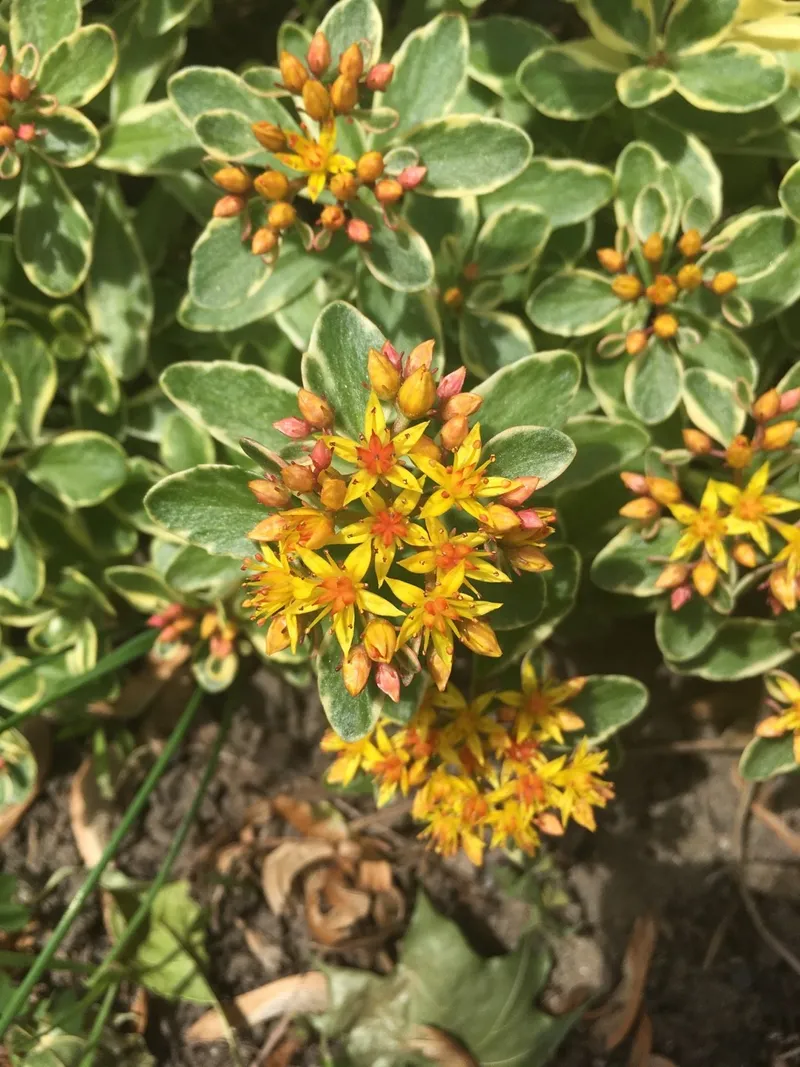 Sedum japonicum 'Tokyo Sun'. Necesito ayuda para averiguar qué está pasando  mal. Detalles en los comentarios. : r/succulents, image size:800x1067