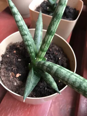 サンスベリア スッフルティコーサ S. suffruticosa サンセベリア・サフルティコサの育て方・栽培方法