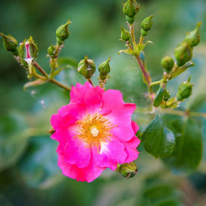 What Are the Common Problems of Nootka rose?