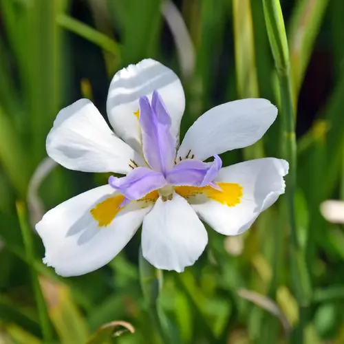 Iris salvaje