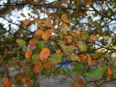 Antarctic beech (Nothofagus antarctica) - PictureThis