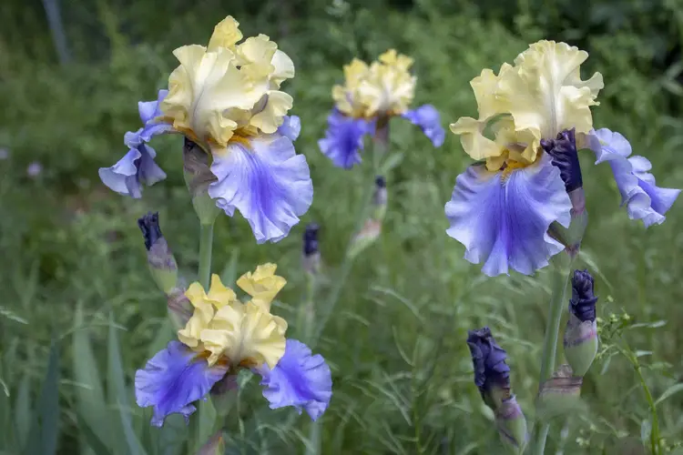 Bearded iris 'Edith Wolford'