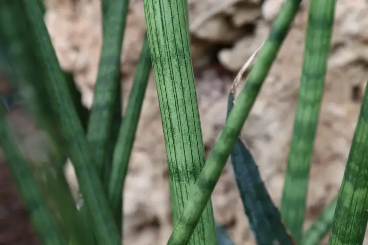 How to Plant and Grow Cylindrical snake plant(Sansevieria cylindrica)