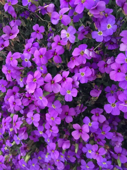 Aubretia 'Purple Cascade'