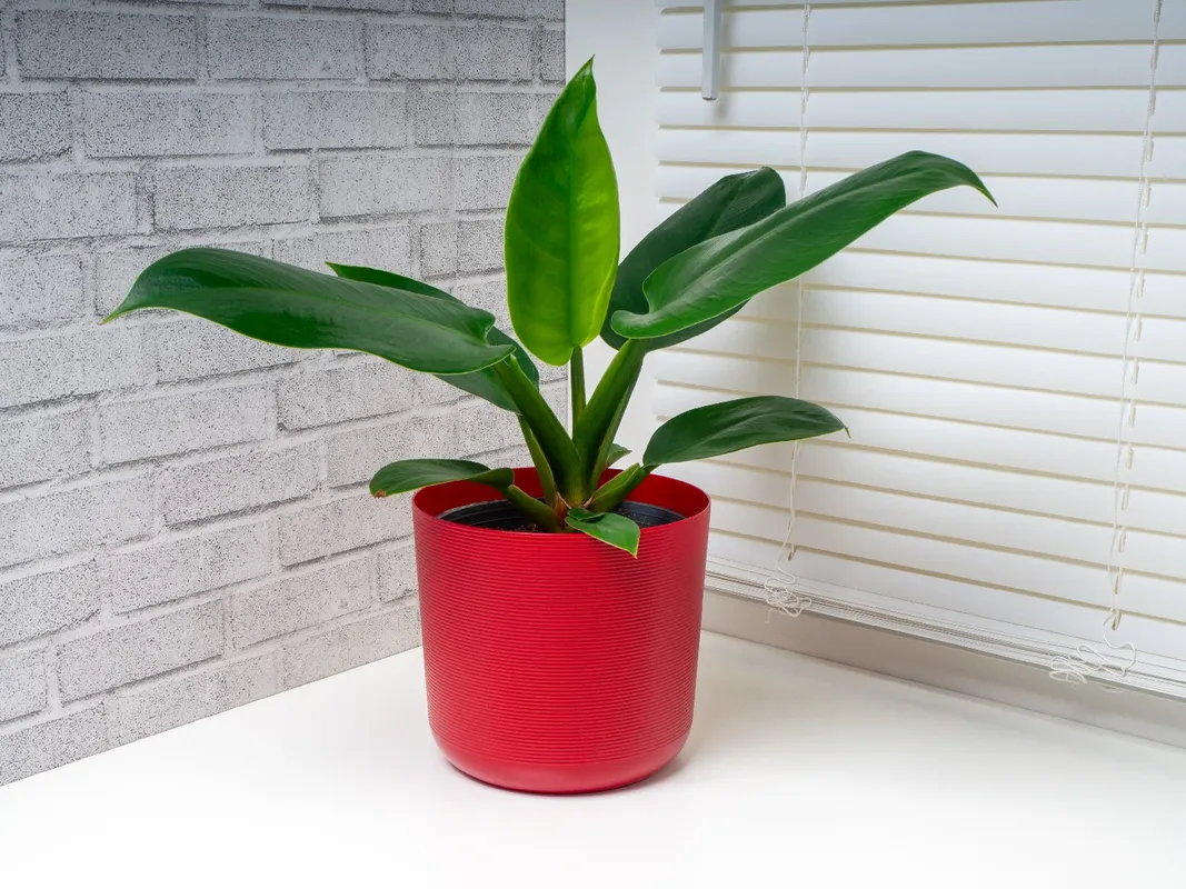 philodendron 'malay gold' Malay Gold Philodendron – Baton Rouge Succulent Co main image 0