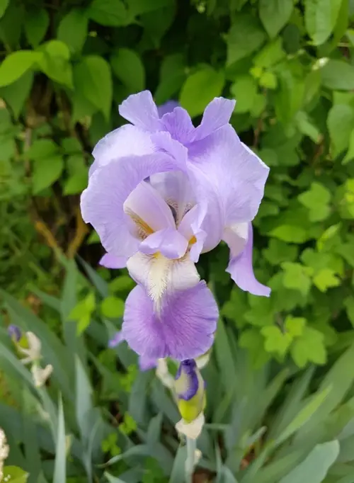 Iris × germanica 'Jane Phillips'