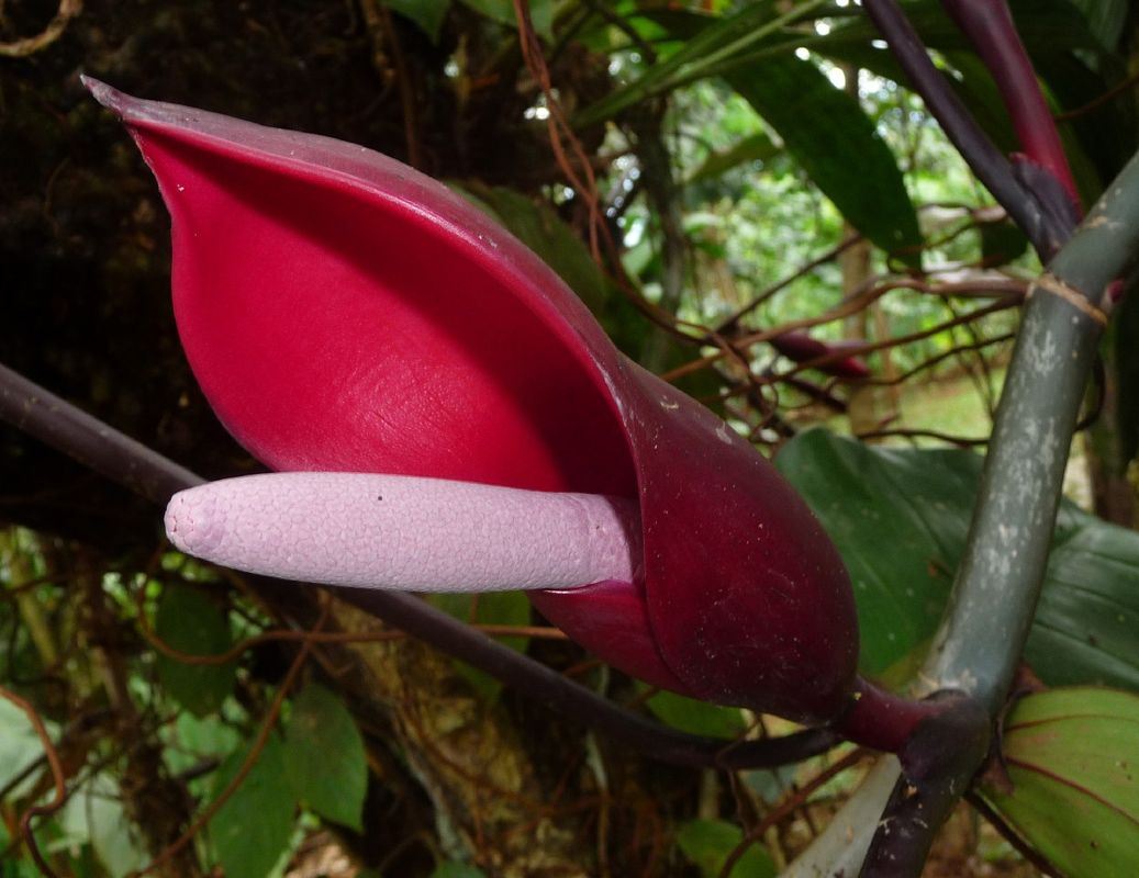 Ist Rotblttriger Philodendron giftig?