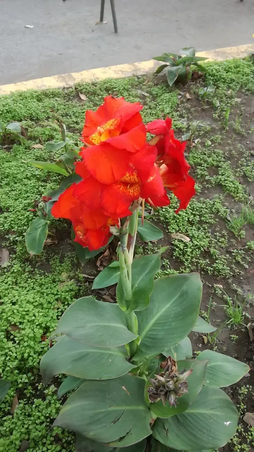 Canna lily 'South Pacific Scarlet'