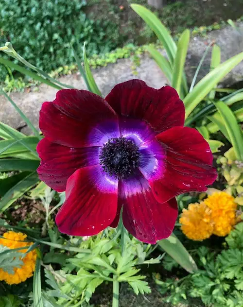 Poppy anemone 'Bordeaux'