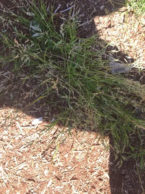 Smallflower melicgrass
