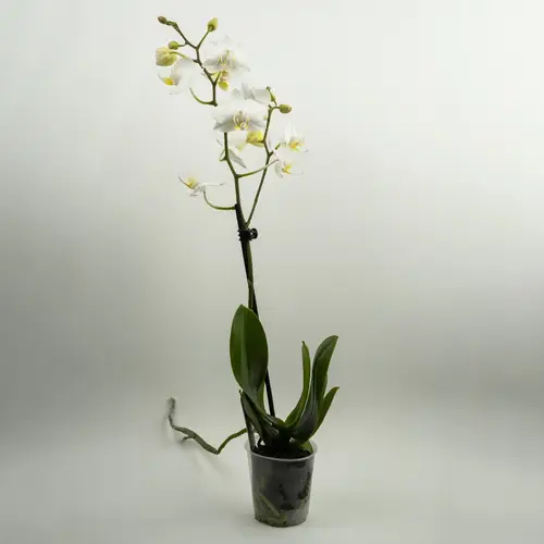 Phalaenopsis aphrodite