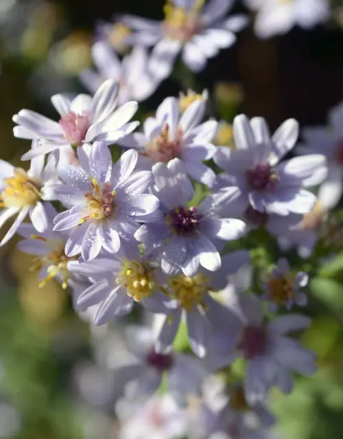 Asters 'Photograph'
