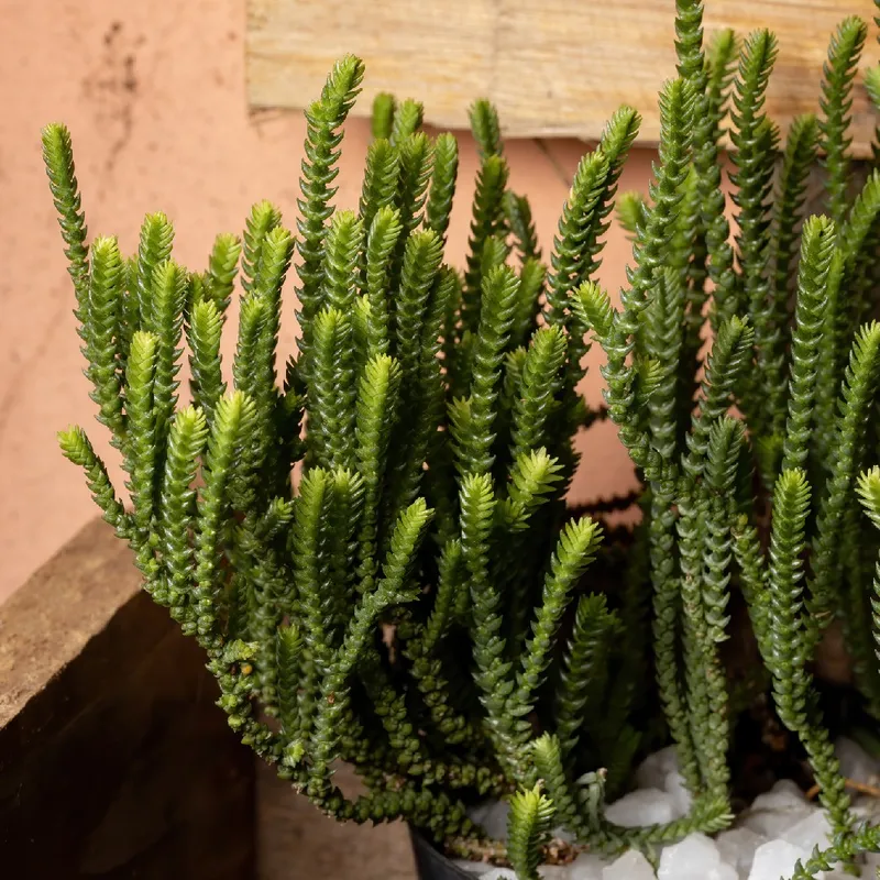 Discover the Top Benefits of Crassula Muscosa Purpusii and How It Enhances  Your Space