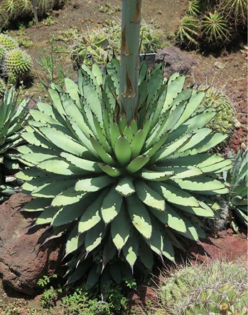 アガベ マクロアカンサ アガベ・マクロアカンサ Agave macroacantha