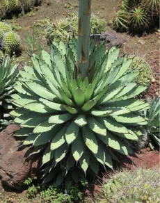 Wie man Schwarzstachelige Agave anbaut und pflegt