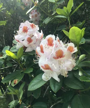 Wie man Rhododendren 'Mrs T.H. Lowinsky' anbaut und pflegt