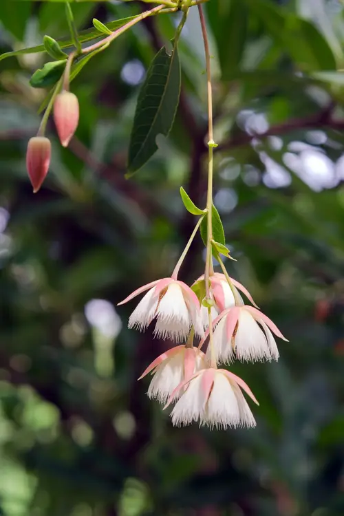 Elaeocarpus hainanensis