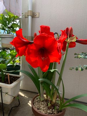 Amaryllis 'Red Lion' - PictureThis