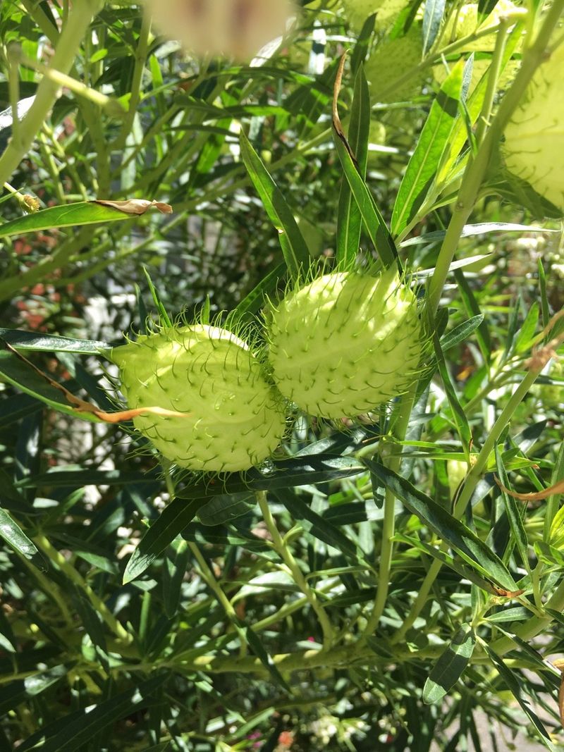 Exploring the Tennis Ball Bush: History, Symbolism, and Uses