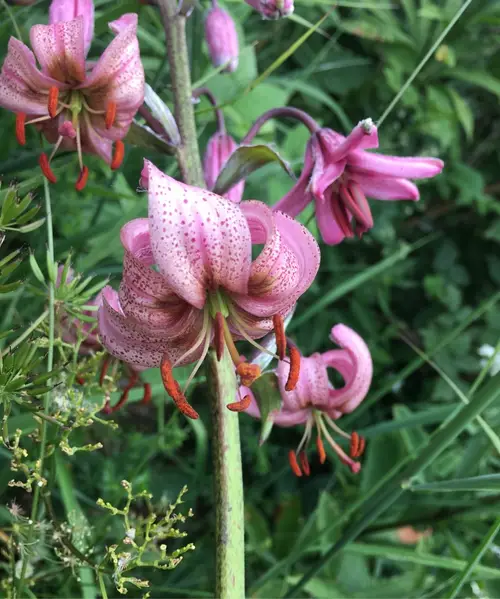 Martagon lily 'Pink Morning'